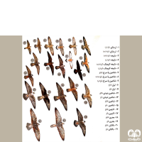 راسته شاهین سانان Falconiformes